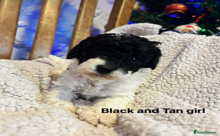 Toy Poodle dogs - Advert 1