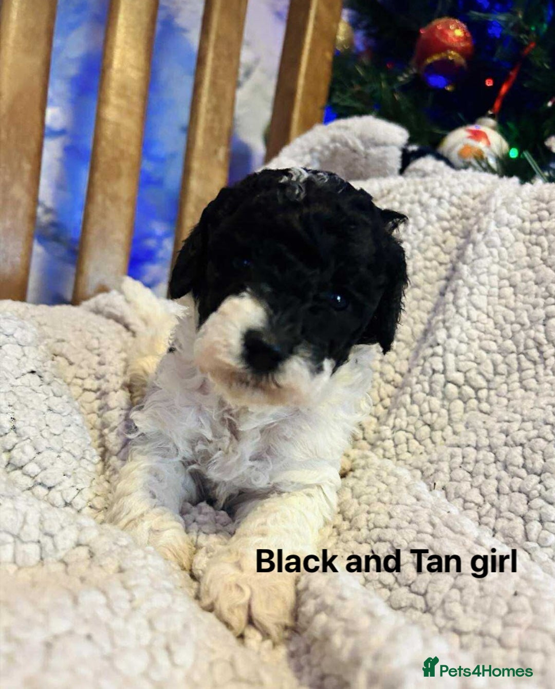 Toy Poodle dogs for sale: Toy poodles  - Image 1