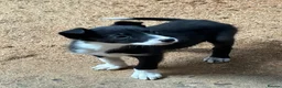 Border Collie dogs for sale: Absolutely stunning border collie puppies  - Advert 4