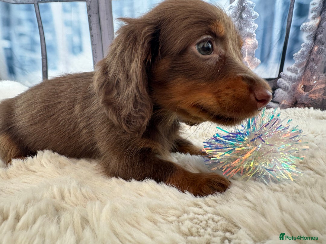 Miniature Dachshund dogs for sale: 👑 MINI LONG HAIRED DACHSHUNDS 👑 - Advert 11