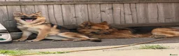 German Shepherd dogs for sale: one beautiful german shepherd girl - Advert 3