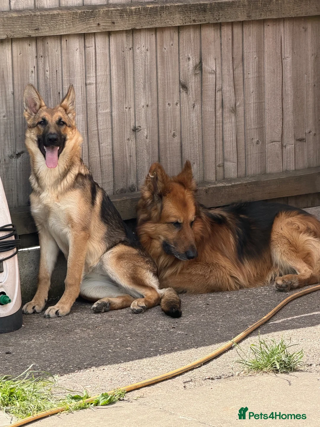 German Shepherd dogs for sale: one beautiful german shepherd girl - Advert 3
