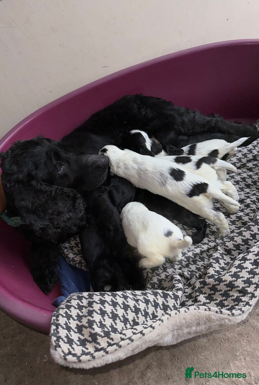 Cocker Spaniel dogs for sale: Cocker spaniel puppy’s - Image 4