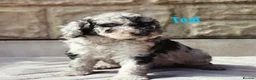 Labradoodle dogs for sale: F7 Australian Labradoodle Stunning Girl - Advert 14