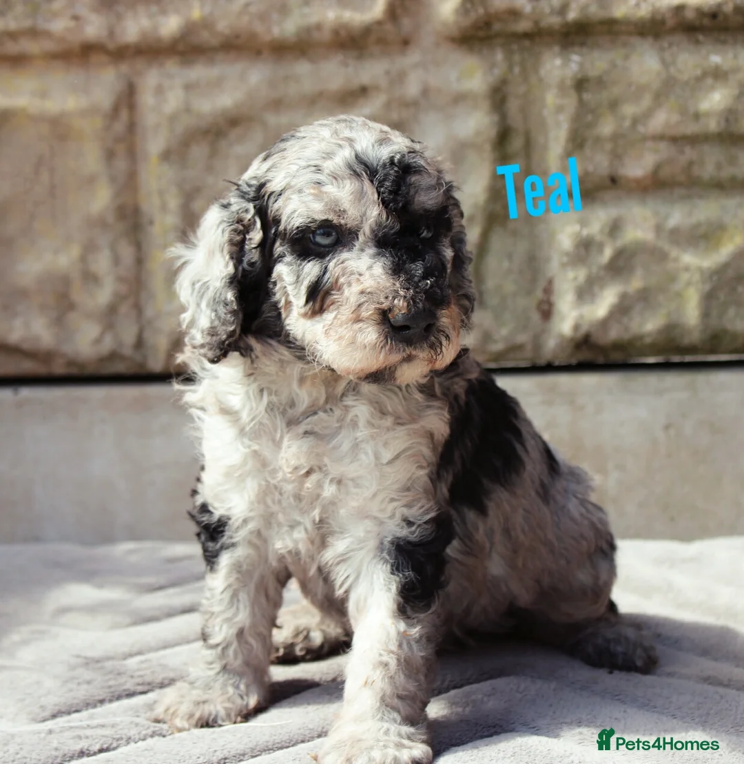 Labradoodle dogs for sale: F7 Australian Labradoodle Stunning Girl - Advert 14