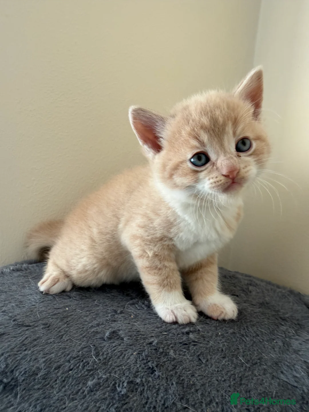 Mixed Breed cats for sale: Ragdoll Mix × 100% British Shorthair Kittens in Sutton - Advert 2