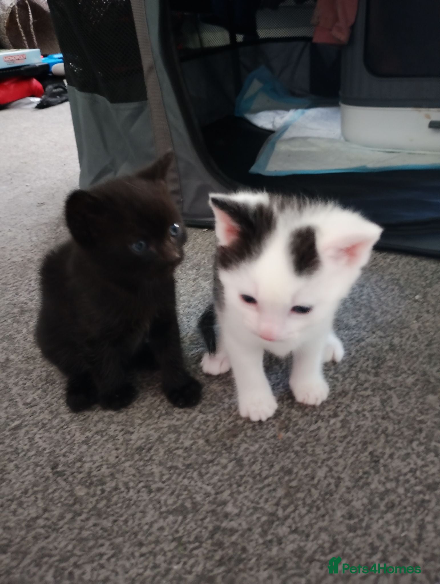 Domestic Shorthair cats 2 female kittens - Advert 1