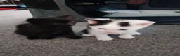Domestic Shorthair cats for sale: 2 female kittens in Rotherham - Advert 1