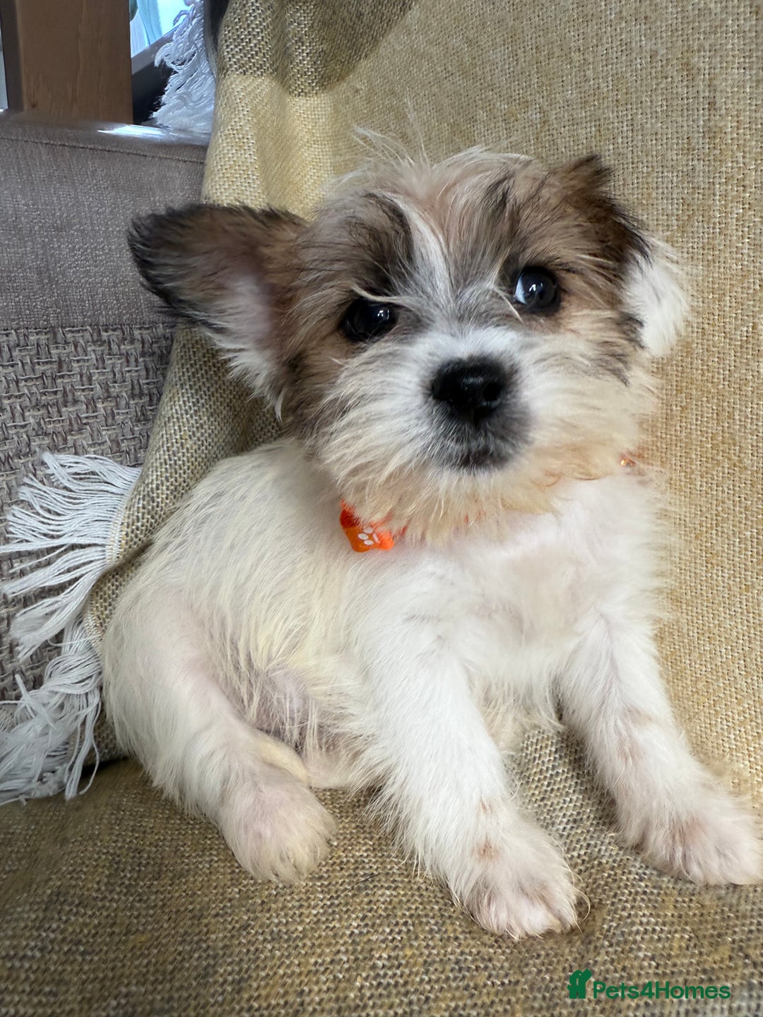 Shih Tzu dogs for sale: Shih tzu puppy’s  - Image 7