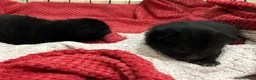 Mixed Breed cats for sale: Two beautiful black kittens  in Glasgow - Advert 9