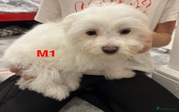Bichon Frise dogs for sale: 3 Little puppies Bichon frise - Image 7