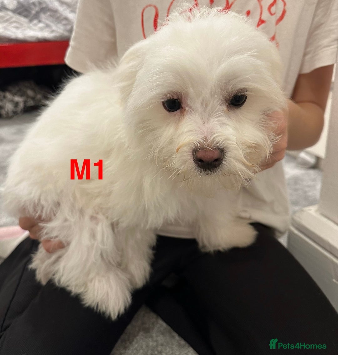Bichon Frise dogs for sale: 3 Little puppies Bichon frise - Image 7