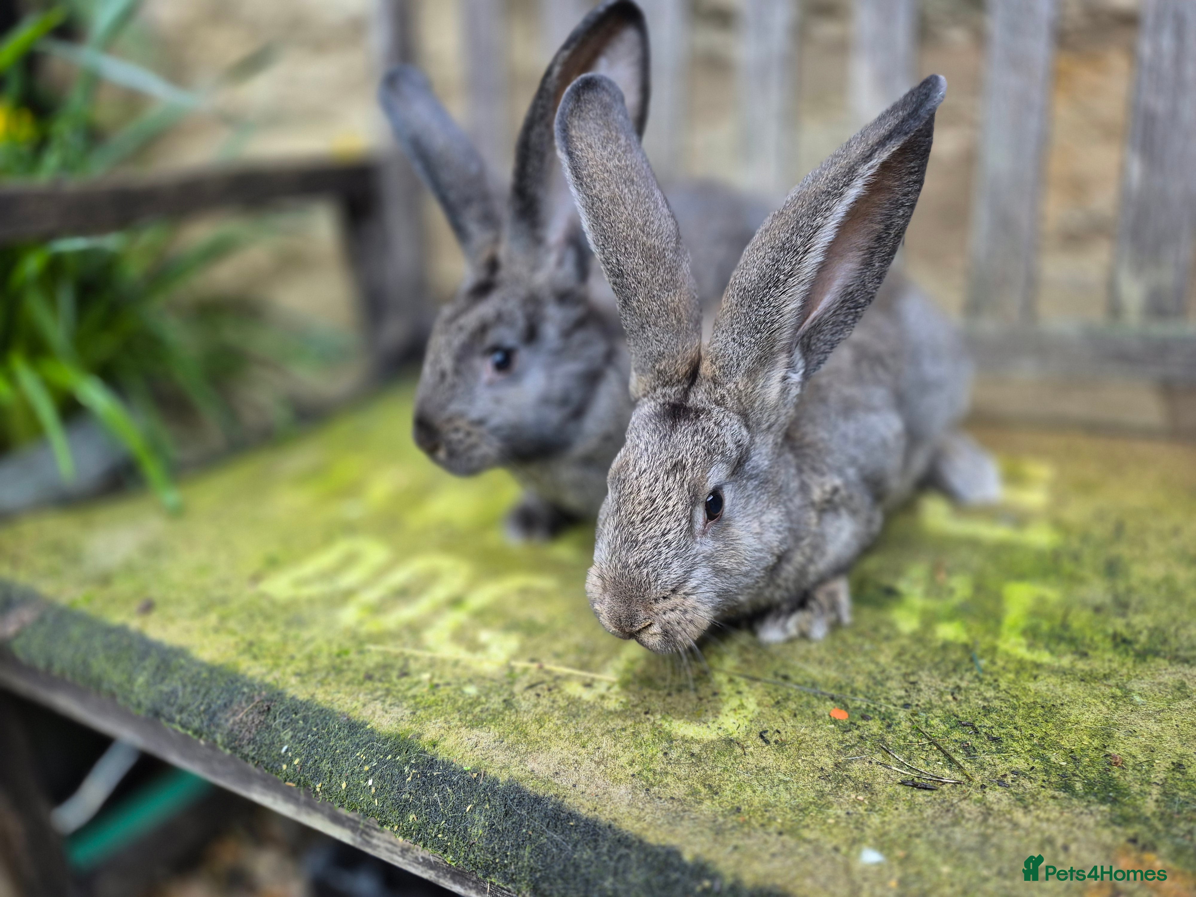 Continental Giant rabbits Pure Continental Giant Vaccinated  - Advert 14