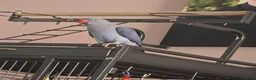 Ringnecks birds for sale: Violet Female Indian Ringneck in Manchester - Advert 5