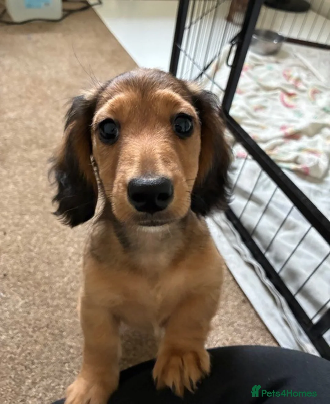 Miniature Dachshund dogs for sale: ⭐️⭐⭐️⭐️⭐️ Last 1 Male Miniature Dachshund Left  - Advert 2