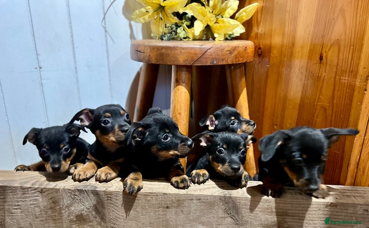 Lancashire Heeler dogs - Advert 1