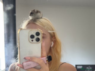 Hamster rodents - Advert 5