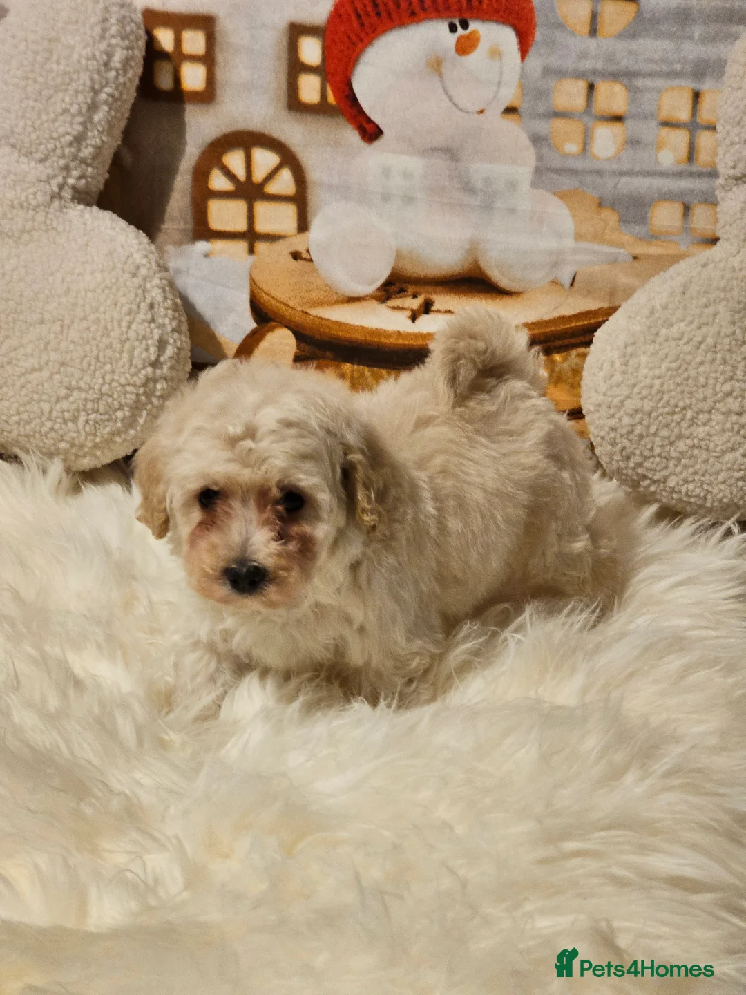 Maltipoo dogs for sale: 🐶 Beautiful Apricot Maltipoo Puppies for Sale 🐶 - Advert 23