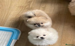Pomeranian dogs for sale: Amazing Pom puppies from Five Star breeder  - Image 7