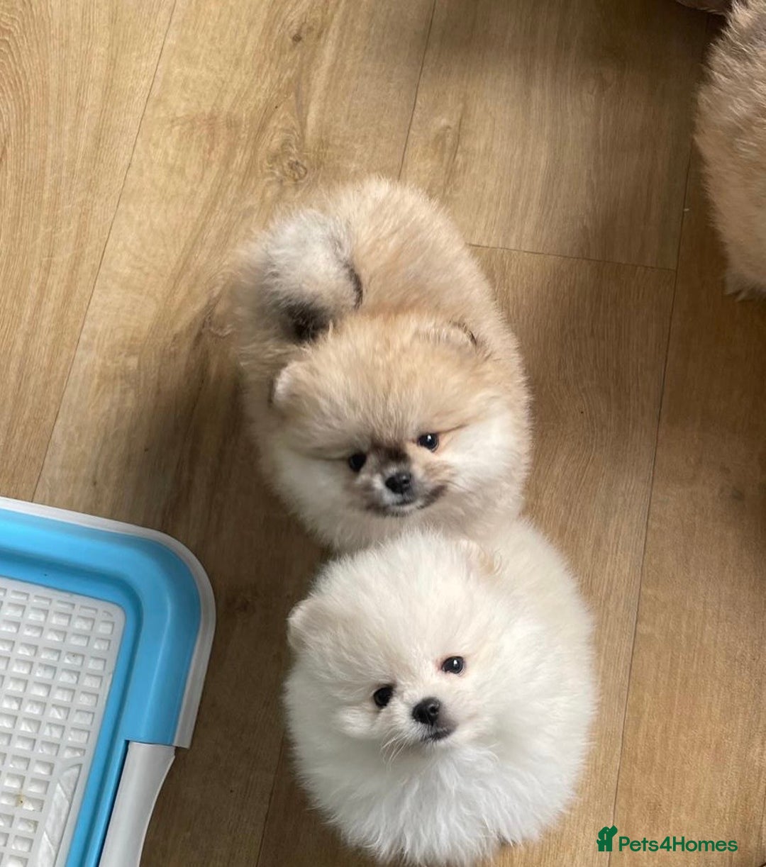 Pomeranian dogs for sale: Amazing Pom puppies from Five Star breeder  - Image 7