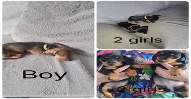 Miniature Dachshund dogs - Advert 2
