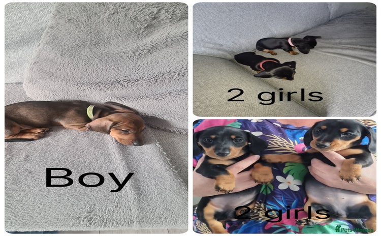 Miniature Dachshund dogs - Advert 3