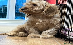 Cockapoo dogs for sale: Healthy Cockapoos boys fully vaccinated  - Image 9