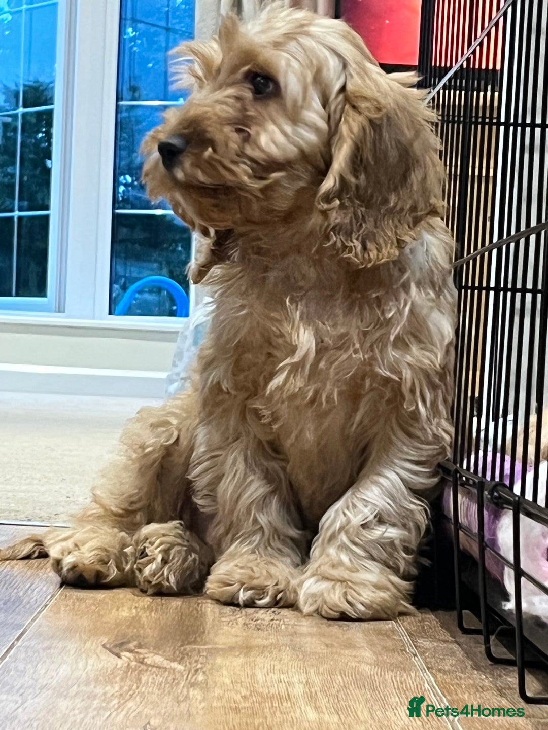 Cockapoo dogs for sale: Healthy Cockapoos boys fully vaccinated  - Image 9