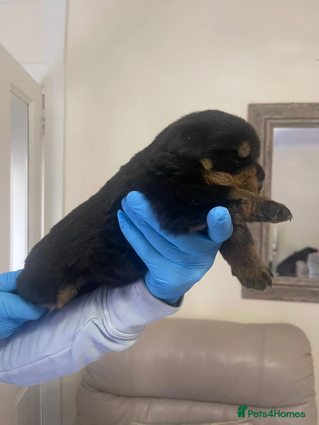 Rottweiler dogs for sale: Quality KC registered Rottweiler Puppies  - Advert 9
