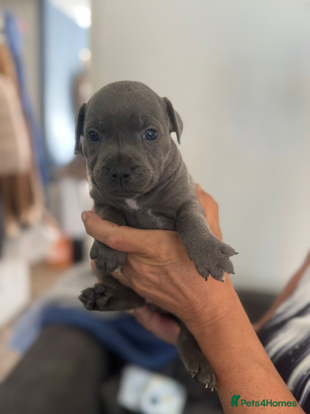 Staffordshire Bull Terrier dogs for sale: Staffordshire bull terrier pups - Image 9
