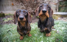 Dachshund dogs for sale: KC Standard Wire-haired Dachshund puppies - Image 9