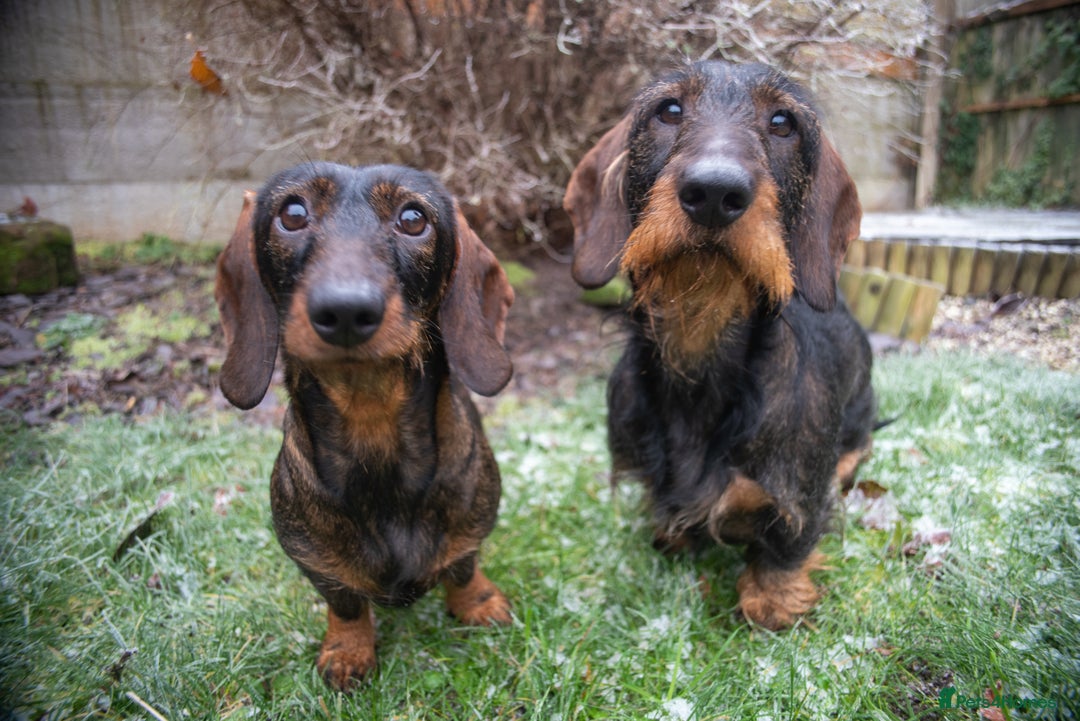 Dachshund dogs for sale: KC Standard Wire-haired Dachshund puppies - Image 9