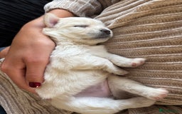 Chihuahua dogs for sale: Stunning Teddy Bear Chihuahua Girls - Image 10
