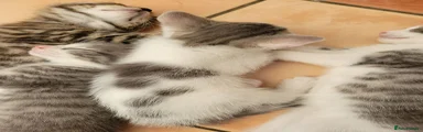 Mixed Breed 4