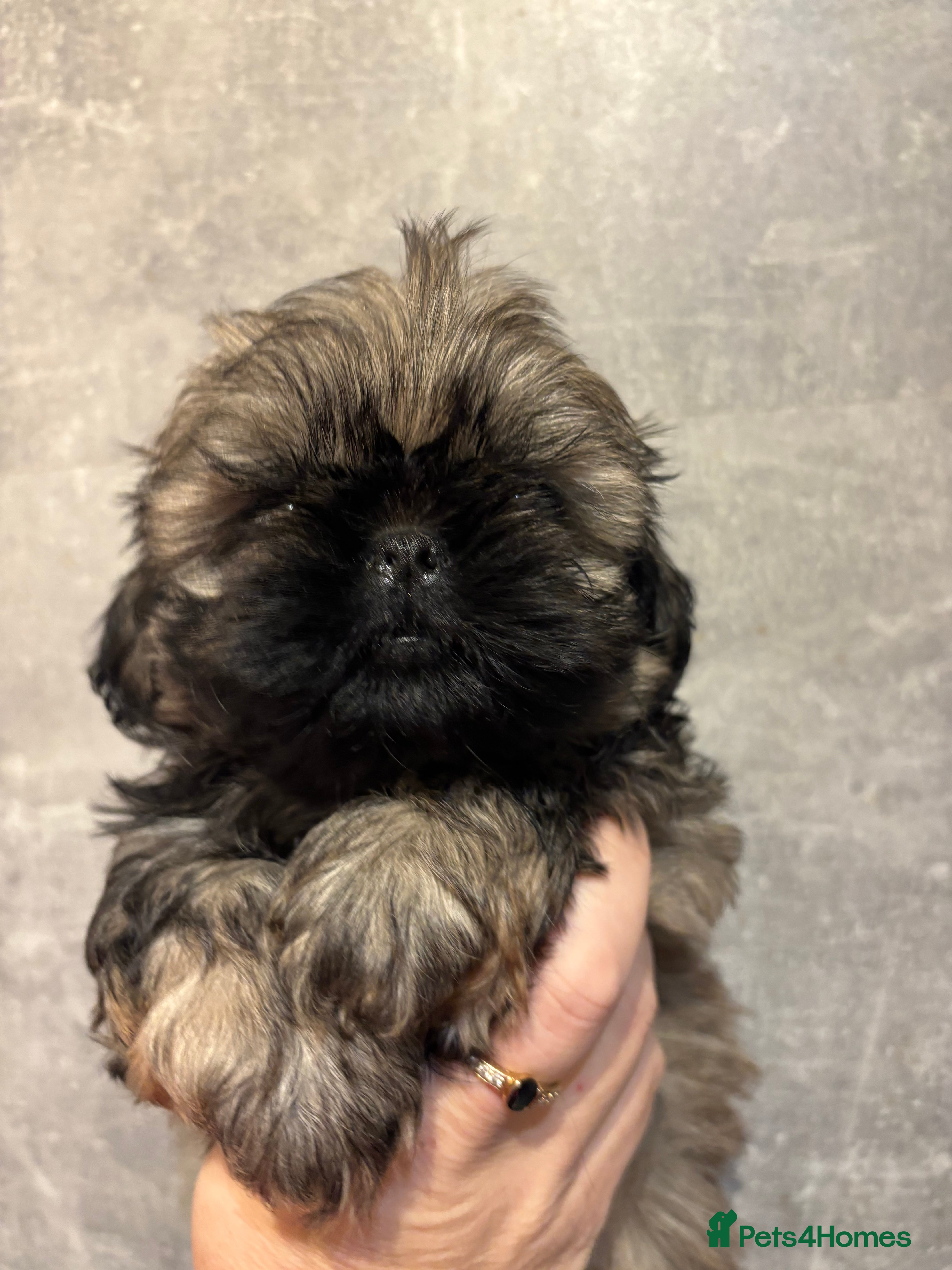 Shih Tzu dogs Imperial Shih Tzu male ready now - Advert 6