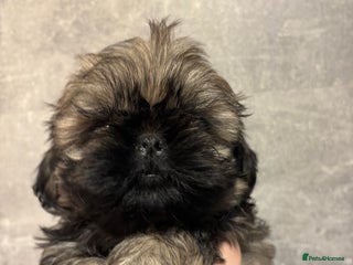Shih Tzu dogs Imperial Shih Tzu male ready now - Advert 8