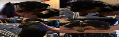 Rottweiler Puppy 5