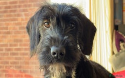 Mixed Breed dogs for sale: Lenny & Lulu - Image 7