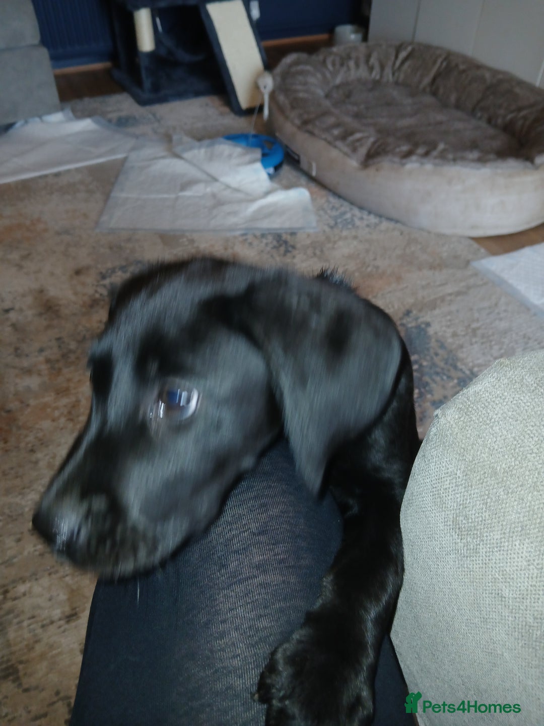 Mixed Breed dogs for sale:  Dalmador female puppies - Image 1