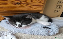 Mixed Breed cats for sale: Heart-Marked & Beautiful Kittens Ready - Image 25