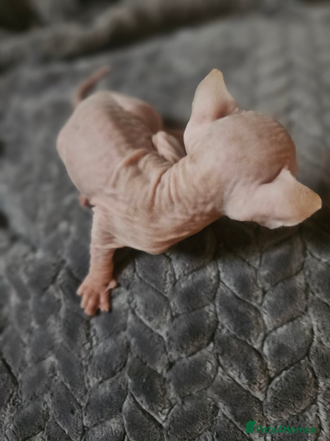Sphynx cats for sale: Sphynx naked and coated  - Image 9