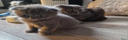 Scottish Fold cats for sale: Kittens everywhere! - Advert 8