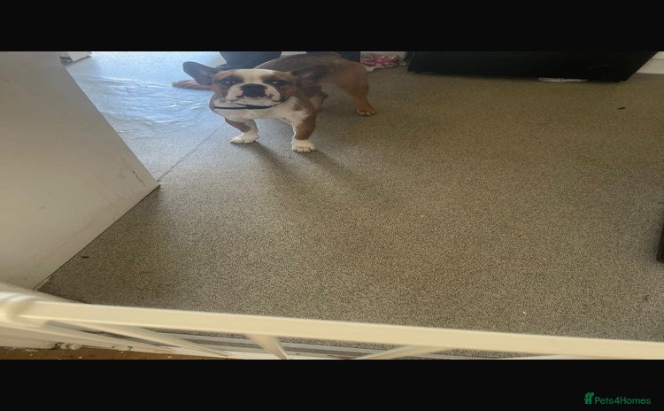 French Bulldog dogs - Advert 3