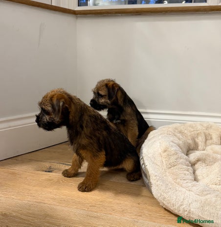 Border Terrier dogs - Advert 3