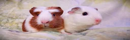 Guinea Pig rodents for sale: Cookie & Cupcake 🍪🧁– Bonded Baby Guinea Pigs ❤️ - Advert 2