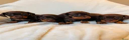 Miniature Dachshund dogs for sale:  🍫 Beautiful Chocolate & Tan Mini Dachshunds  - Advert 3