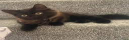 Mixed Breed cats for sale: Beautiful British Shorthair x Bengal kittens - Advert 6