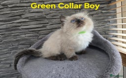 Ragdoll cats for sale: Beautiful fluffy Ragdolls / 2 boys left - Image 18