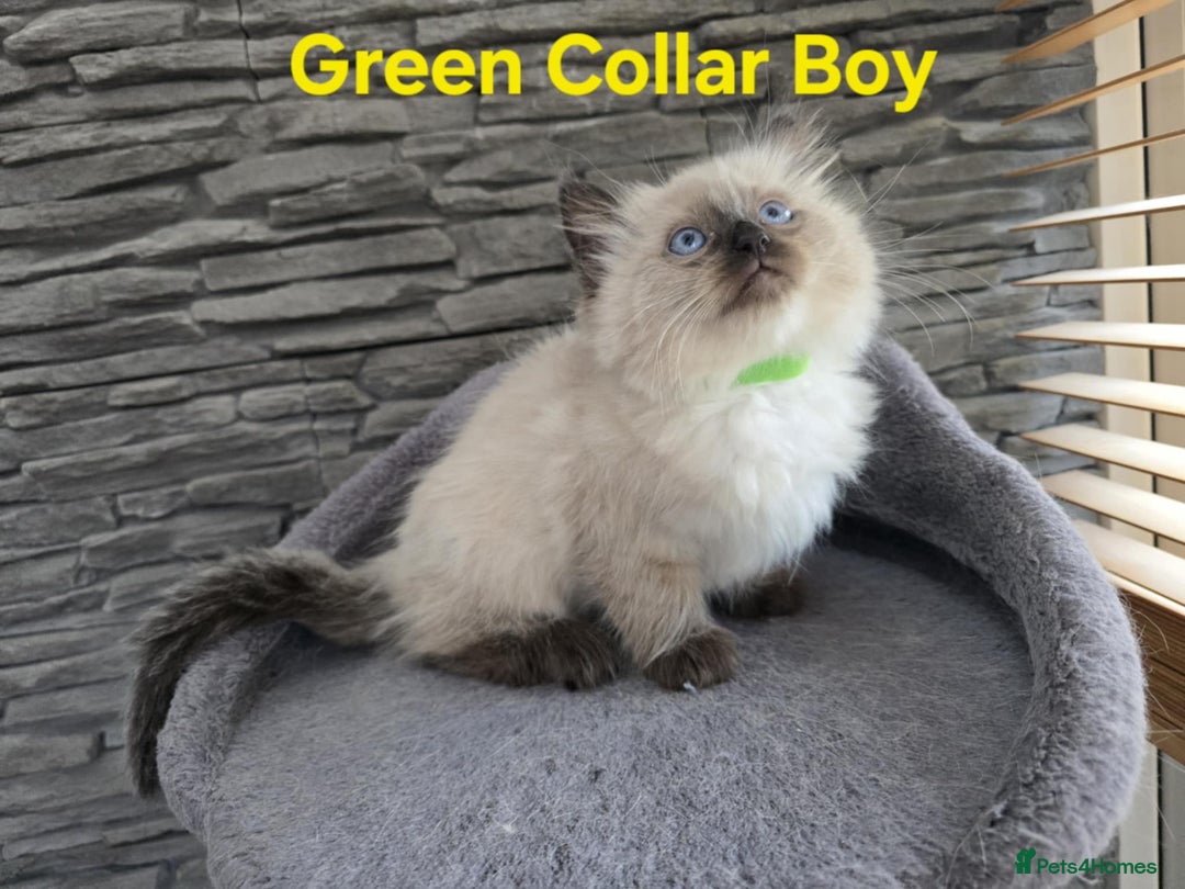 Ragdoll cats for sale: Beautiful fluffy Ragdolls / 2 boys left - Image 18