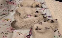 Ragdoll cats for sale: active pure Ragdoll kittens for sale - Image 2